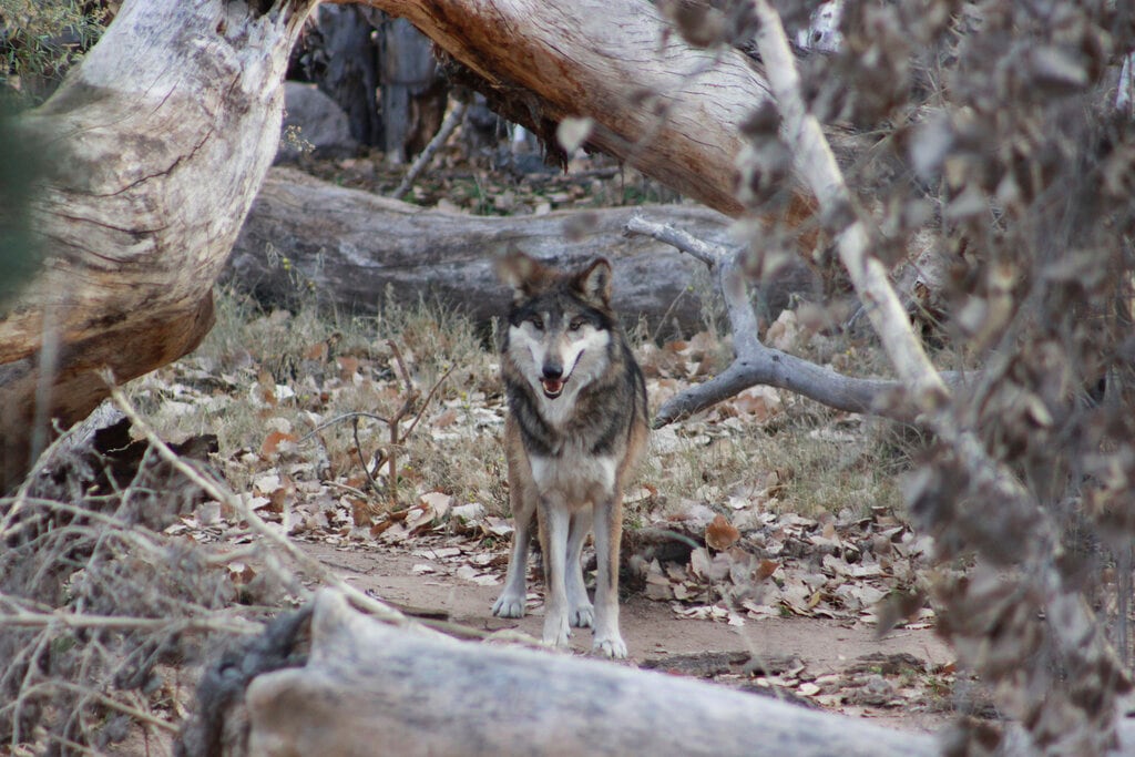 Lobo gris mexicano