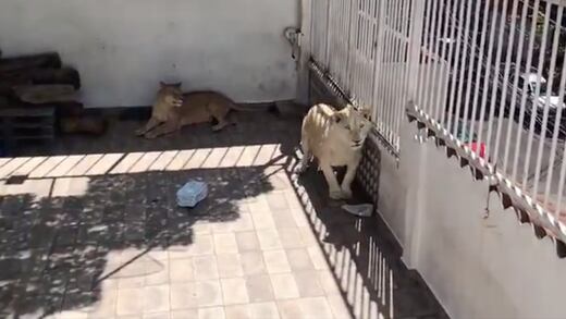 Rescatan a 2 leones que vivían en azotea de casa en Iztacalco