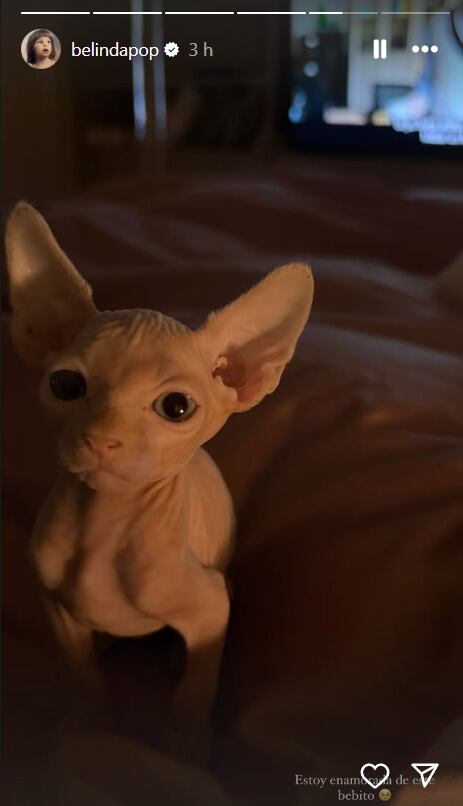 Belinda presenta a su nuevo gato