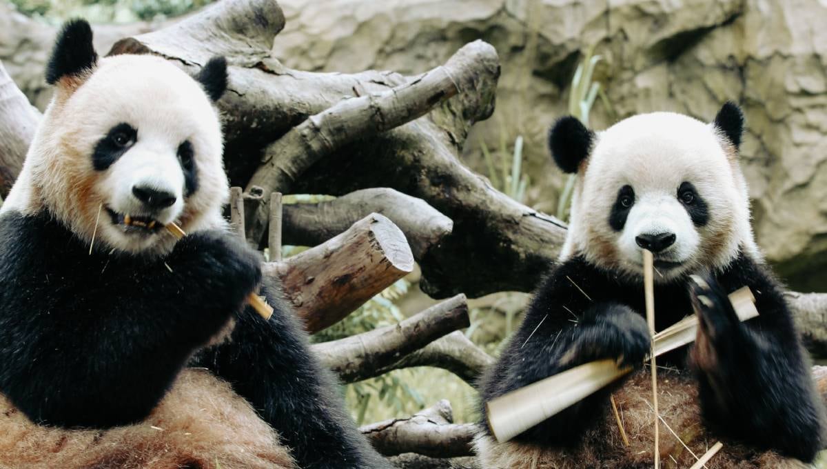 China enviará dos osos panda a Estados Unidos