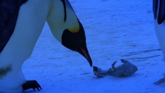 Mamá pingüino llorando a su cría muerta