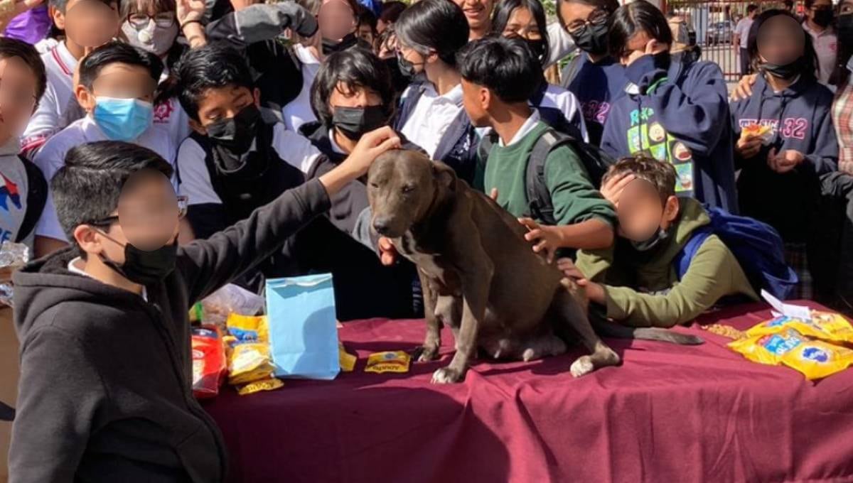 Chispita, perrita rescatada