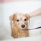 ¿Es bueno bañar a un perro en época de lluvias? 5 consejos para hacerlo correctamente