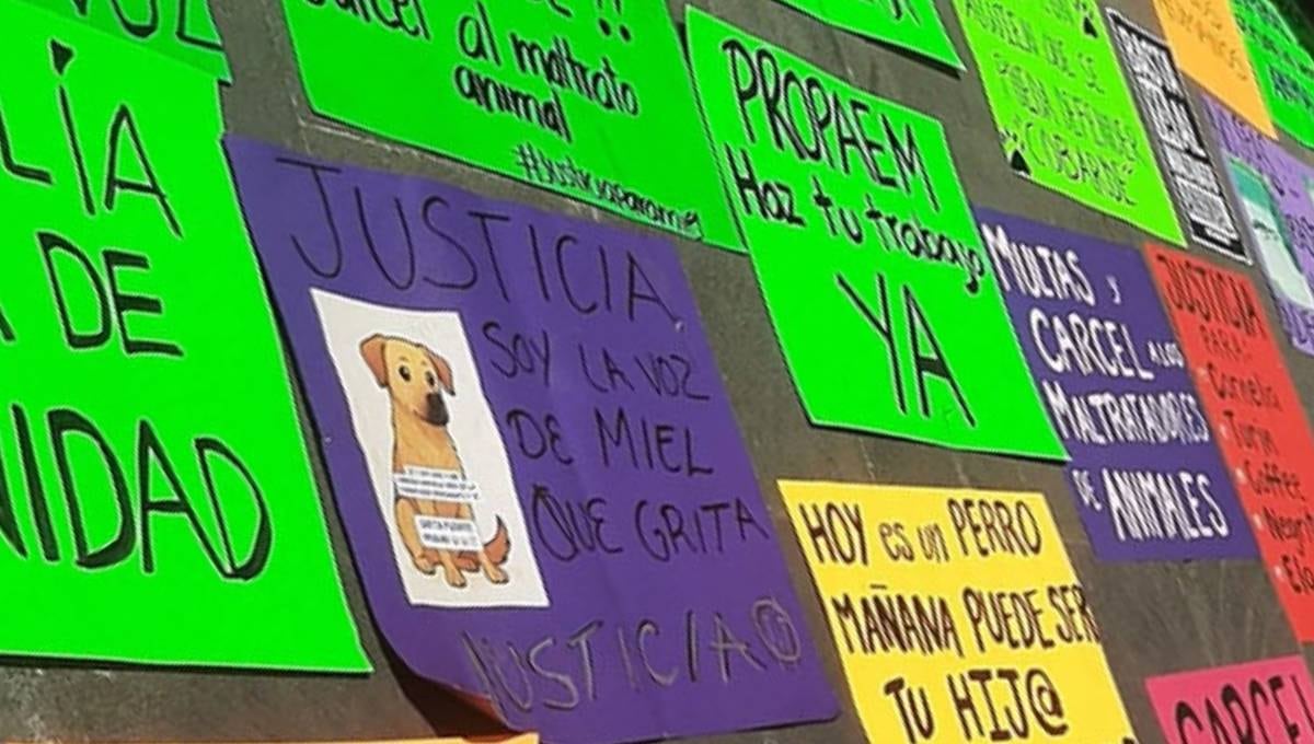 Protestan por perrita Miel