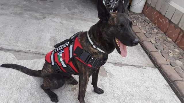 Marshall, perro rescatista mexicano, murió a los 7 años por falla renal