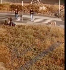 Policías disparan a perros en España