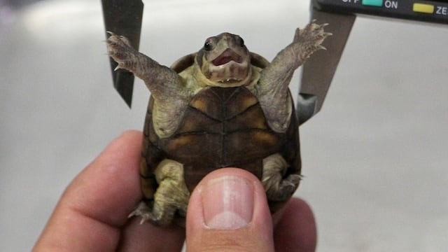 Tortuga