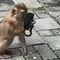 Mono poniéndose cubrebocas en la calle se hace viral (VIDEO)