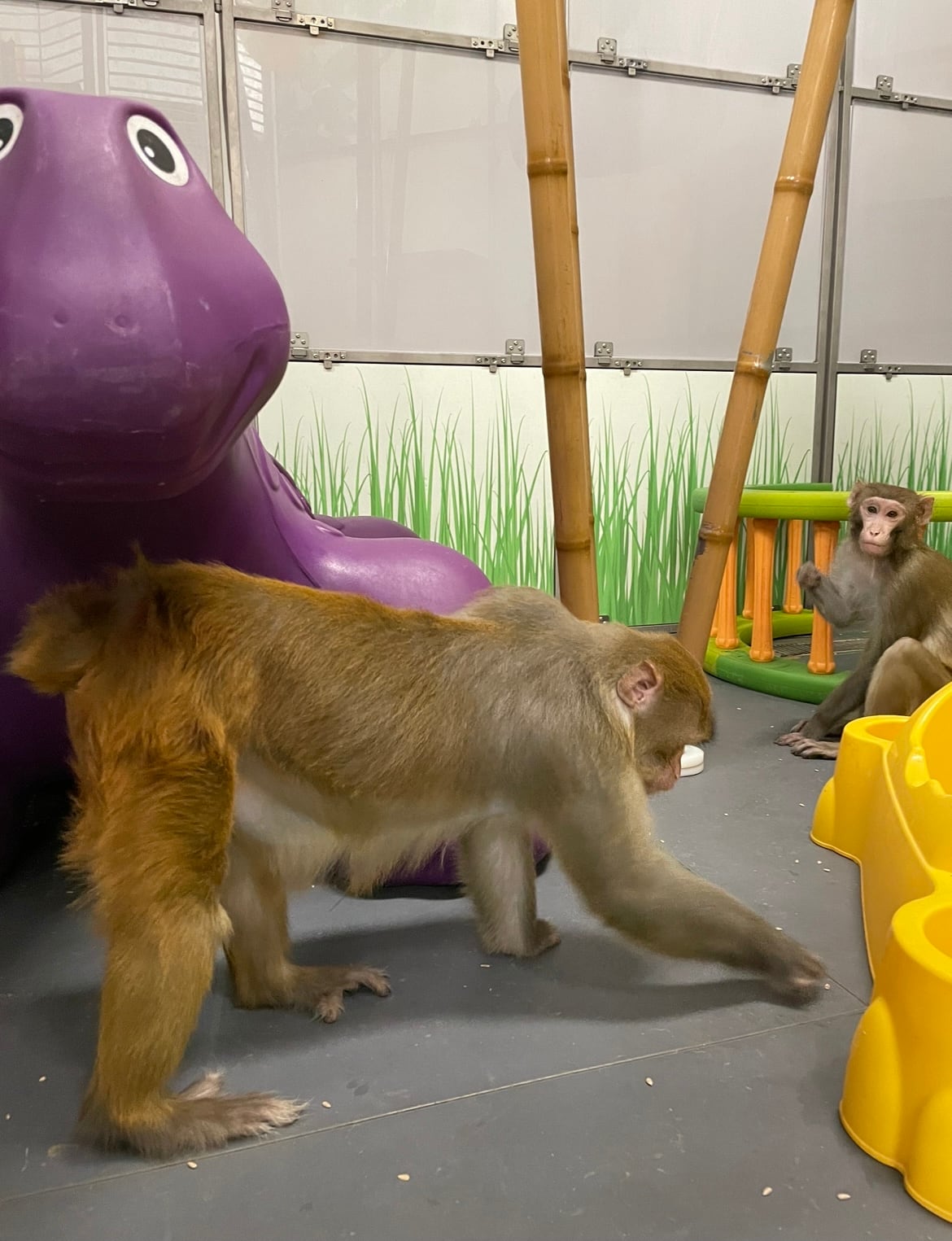 Monos con los que Neuralink experimenta