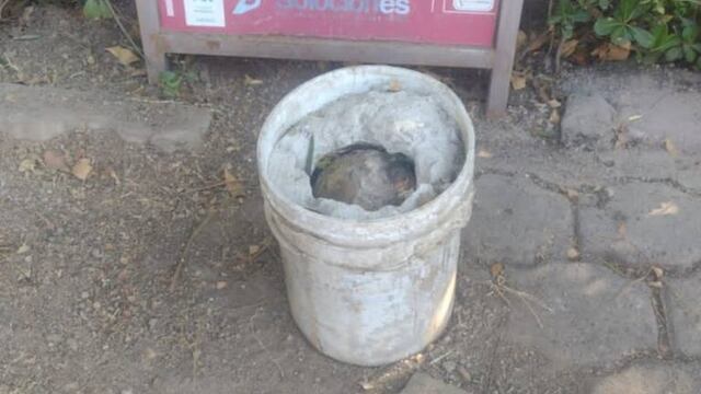 Encuentran cráneo humano en la colonia Narvarte de la CDMX