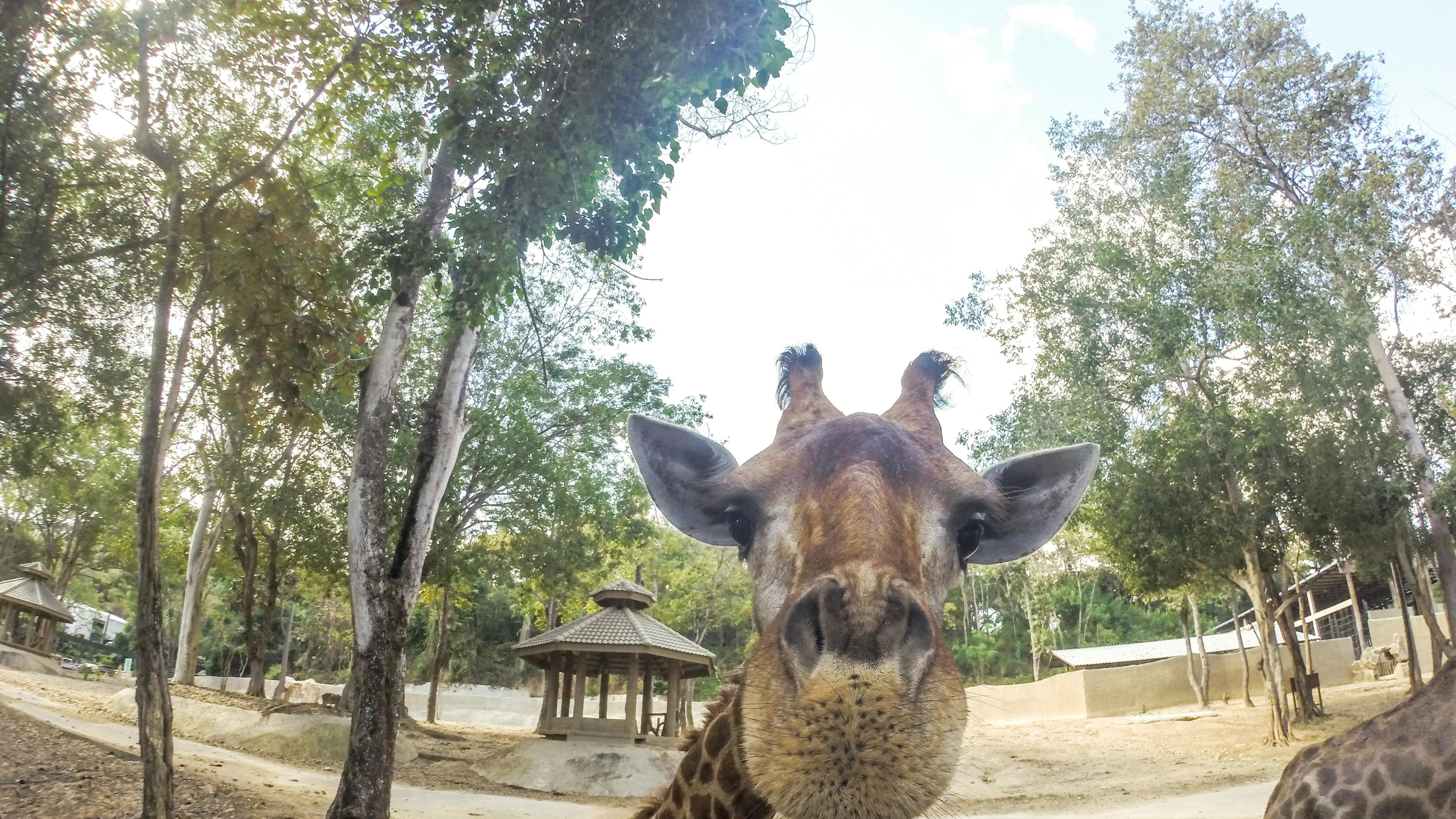 Sí hay jirafas en Coahuila y están protegidas