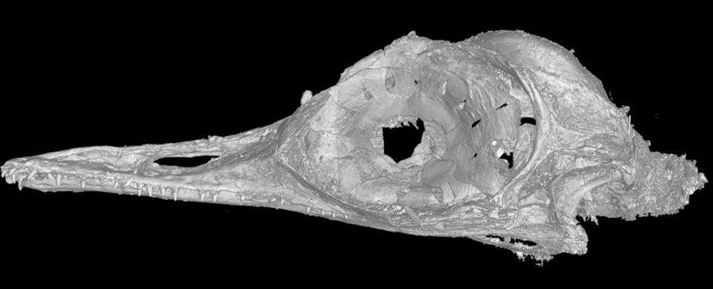 Tomografía del Oculudentavis khaungraae