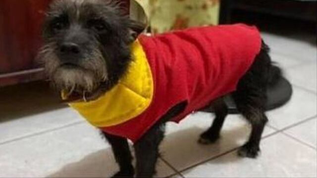Perro con suéter