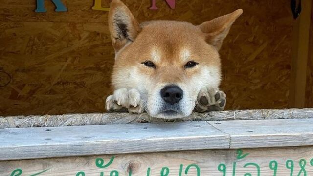 El perrito Ken se hizo famoso por vender camotes en Japón