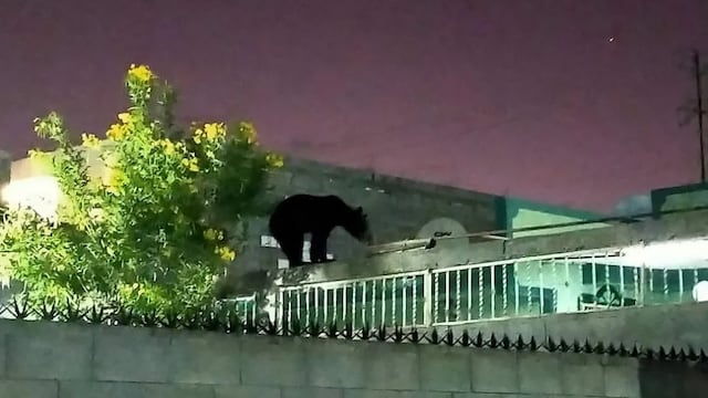 Oso en Zuazua Nuevo León