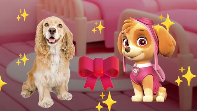 Cocker spaniel como Skye, la cachorra de Paw Patrol