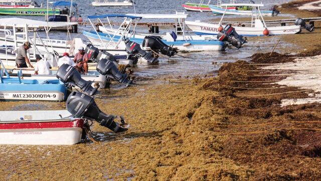 Sargazo en Puerto Morelos, Quintana Roo