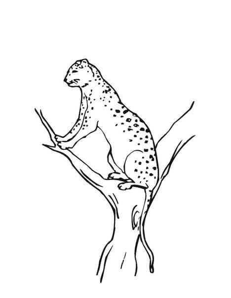 Dibujo Día Internacional del leopardo de la nieve