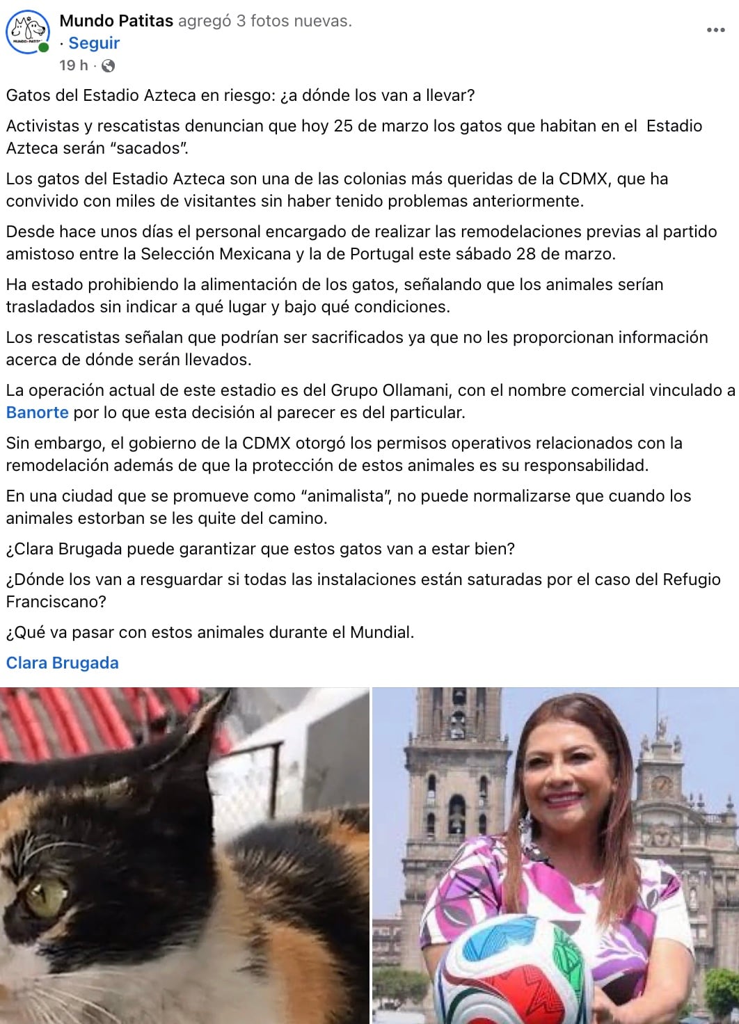 Denuncian desalojo a gatos del Estado Banorte