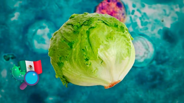 Identifican tipo de lechuga causante del brote de ciclosporiasis