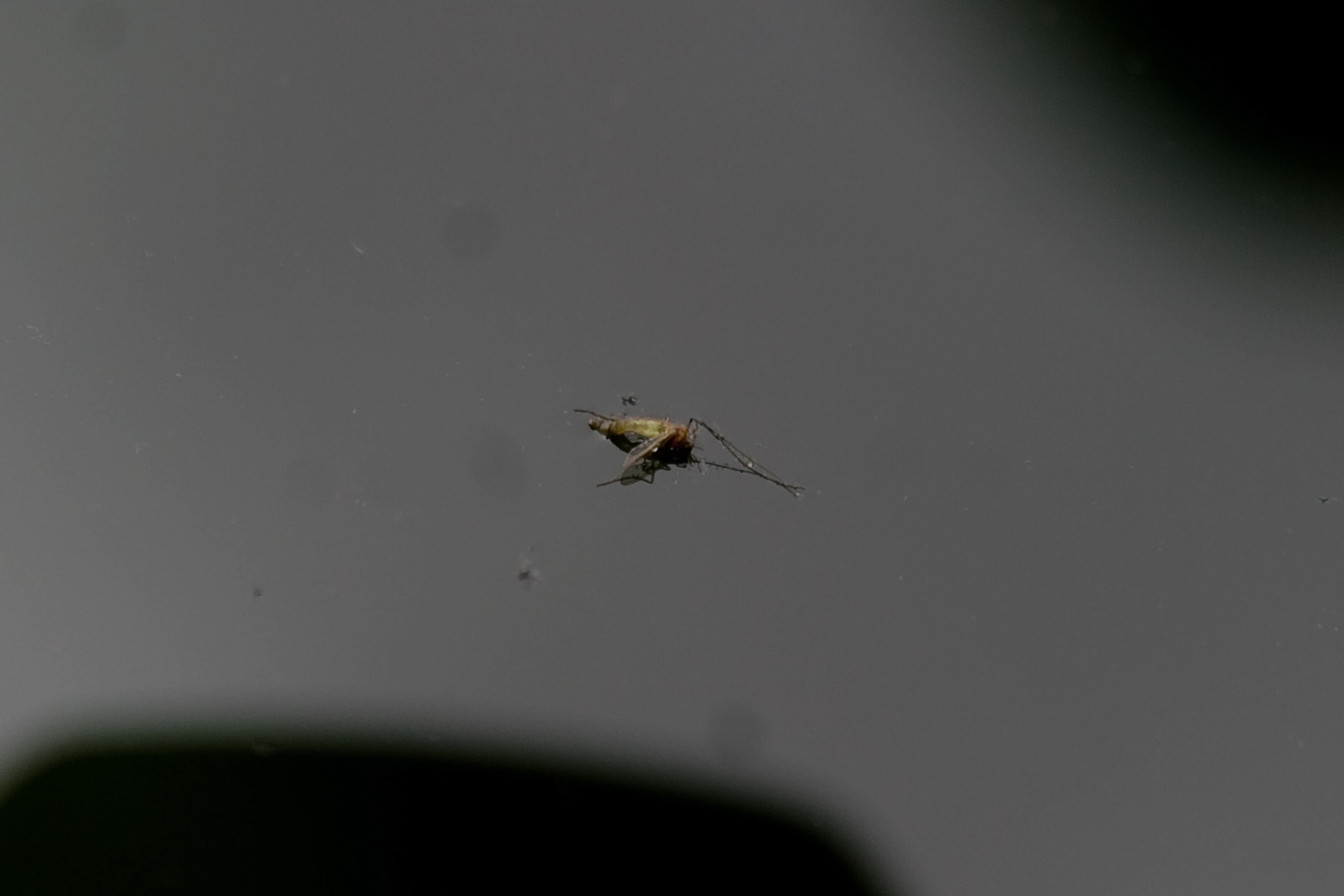 Mosquito del dengue