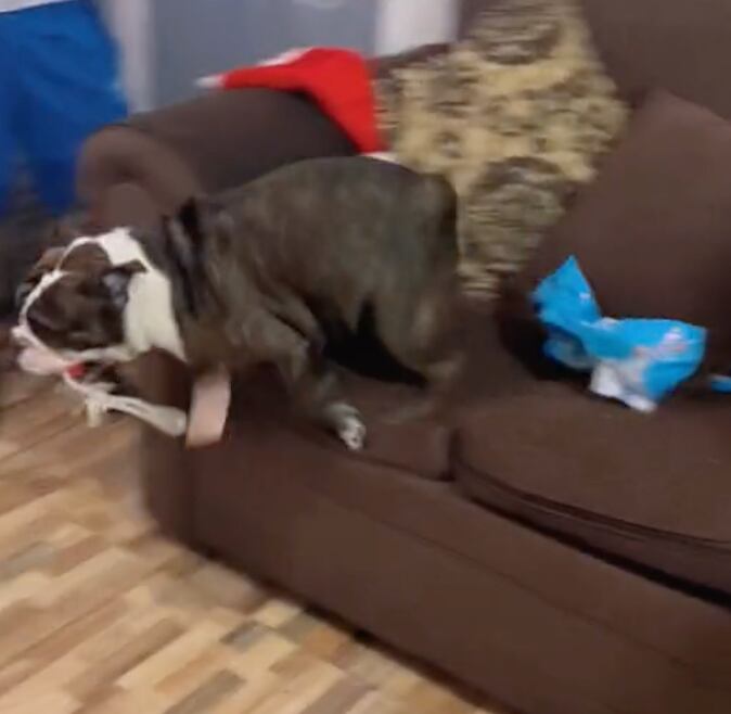 Perrita abriendo su regalo de Navidad