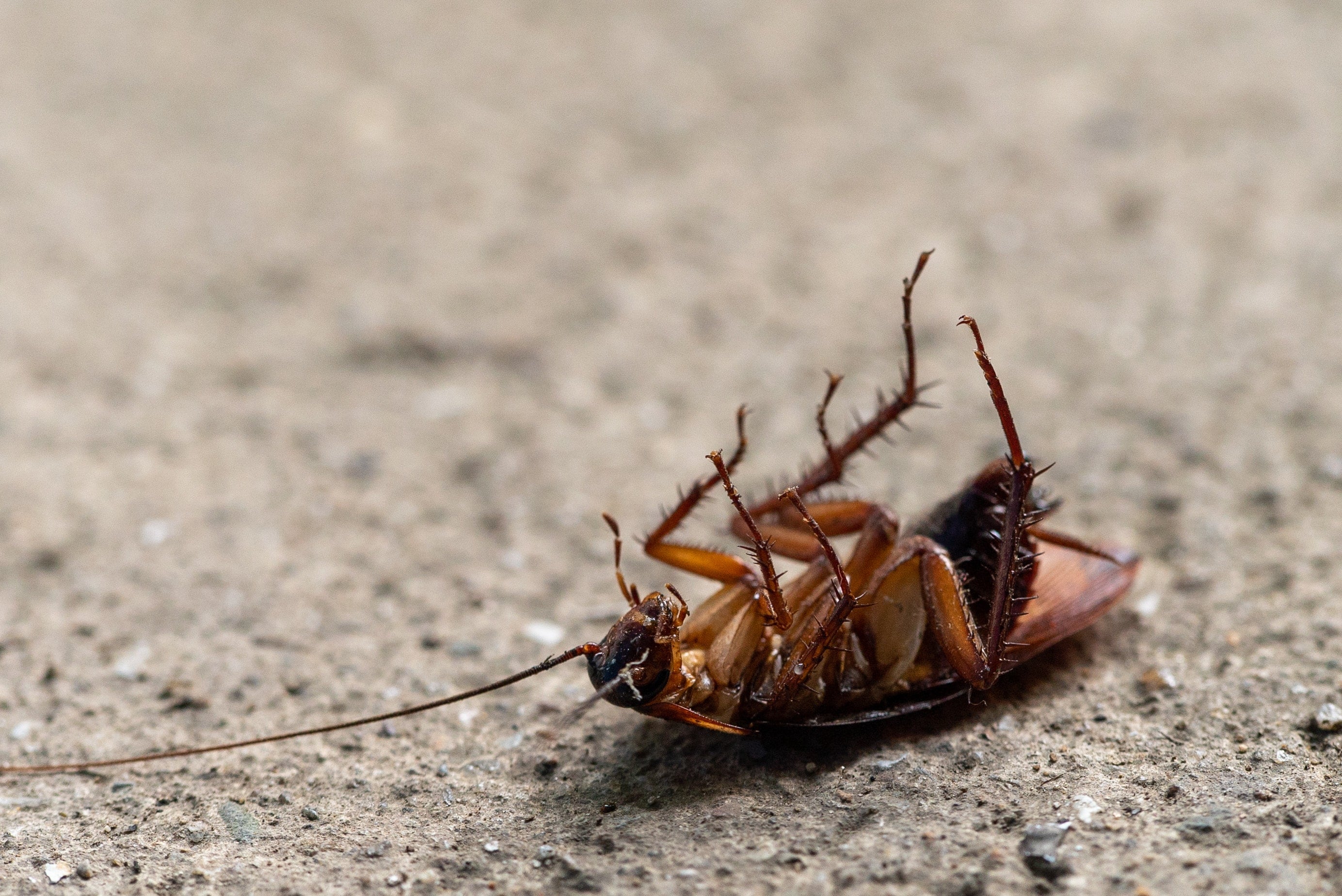 Supercucaracha, insecto que resiste químicos y provoca alertas en el mundo