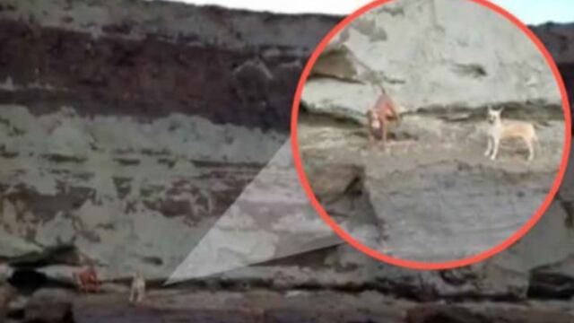 Perros en socavón de Puebla