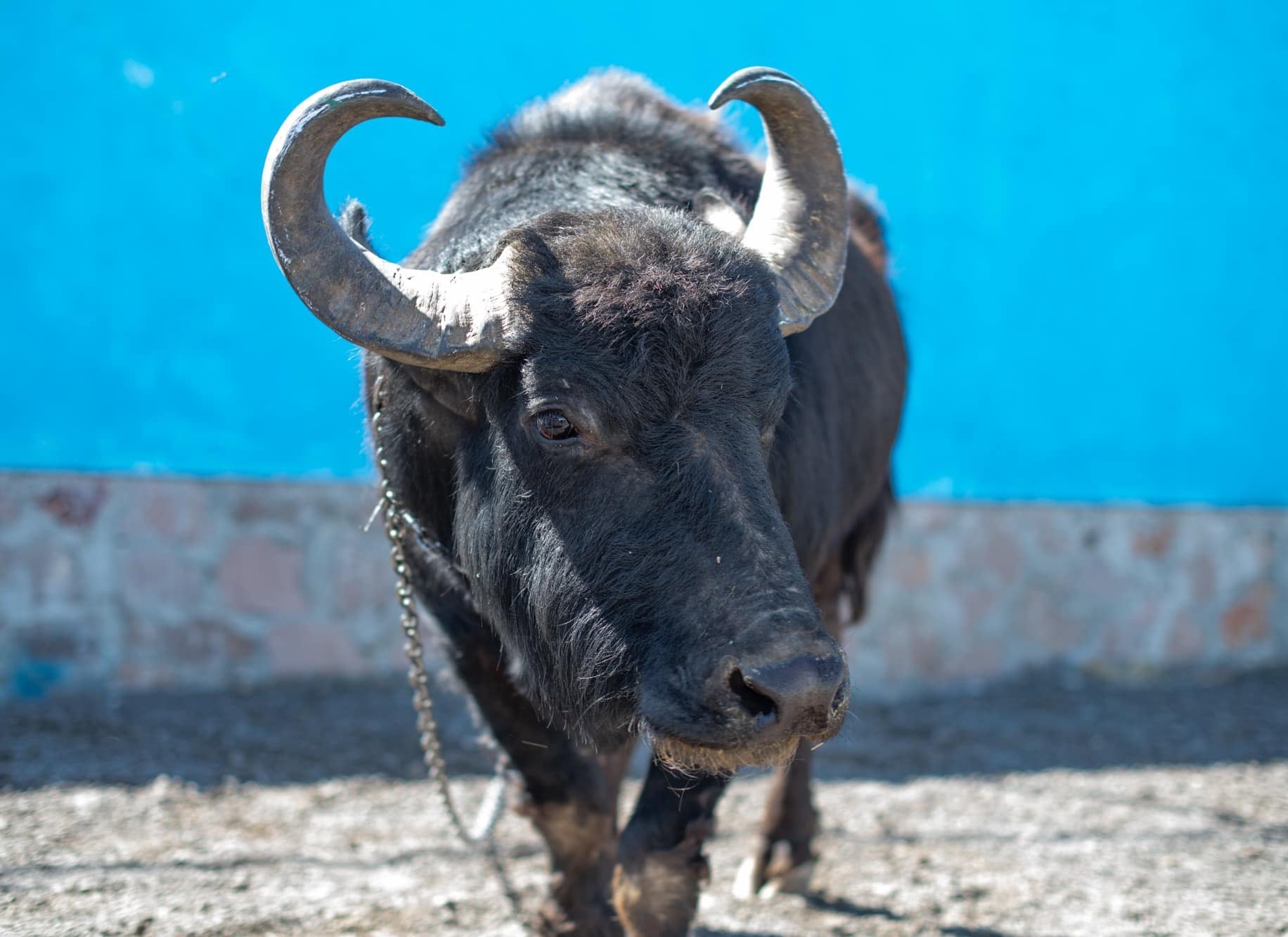 Búfalo rescatado en las calles de El Marqués, Querétaro