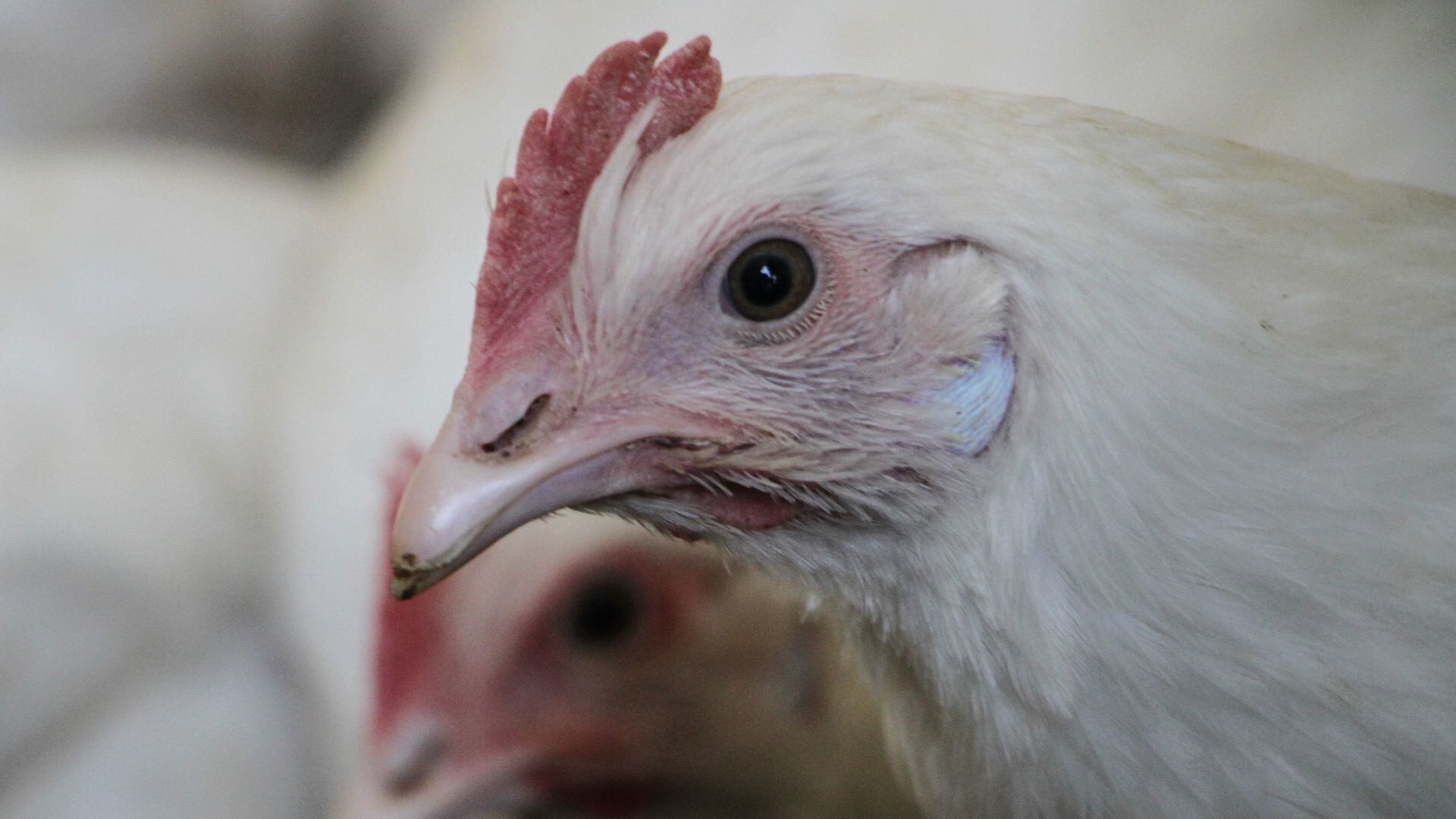 Gripe Aviar H5N1: ya hay un muerto y esto se sabe