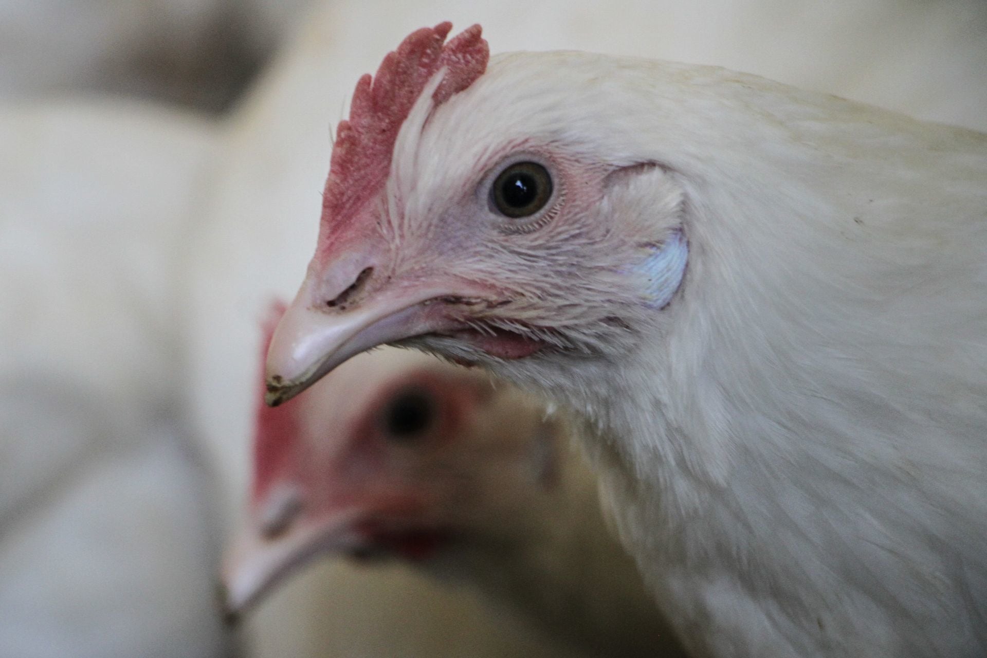 Gripe Aviar H5N1: ya hay un muerto y esto se sabe