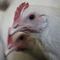 Gripe Aviar H5N1: ya hay un muerto y esto se sabe