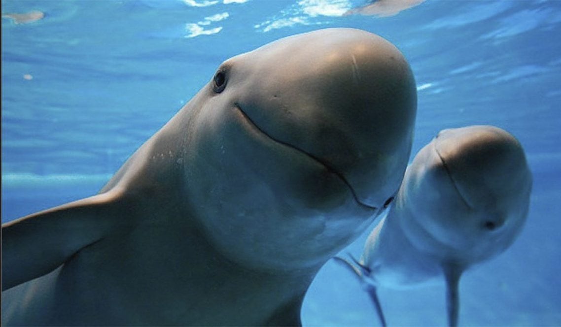 La vaquita está llegando a su fin.