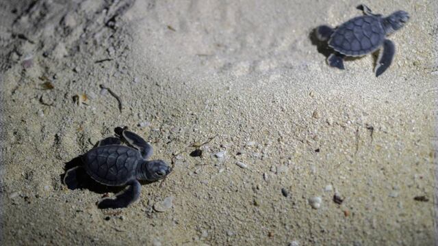 Matan tortugas marinas en puerto de Lázaro Cárdenas