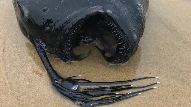 Encuentran pez balón en costa de California