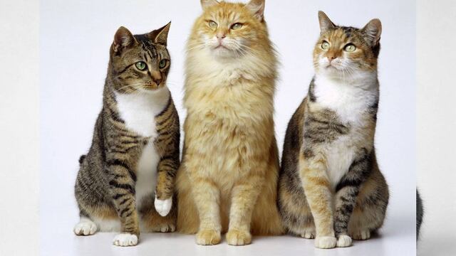 Cada gato tiene su propio lenguaje; maullidos están reservados para los humanos