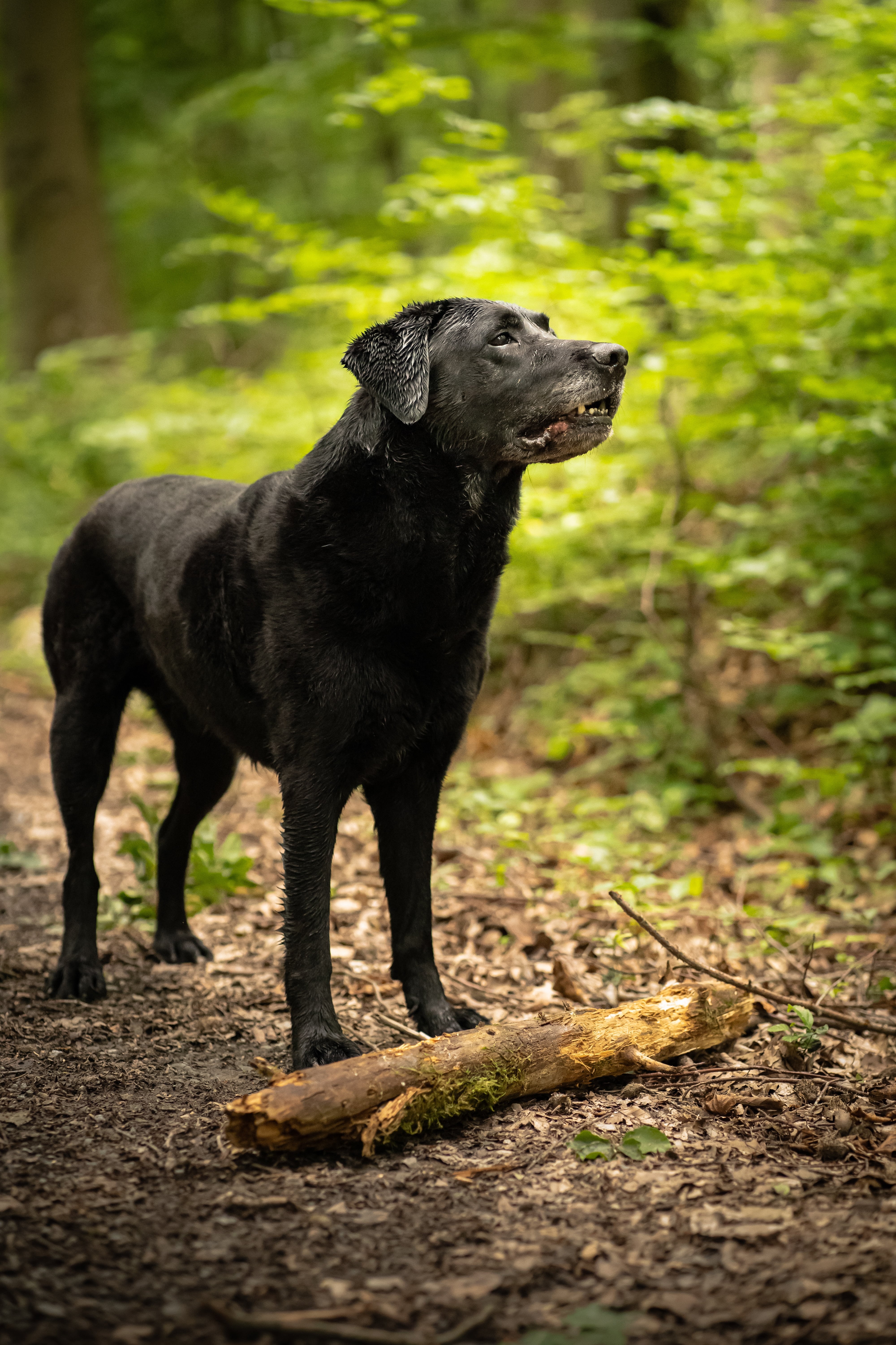 Significado de soñar con un perro negro