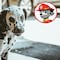¿Cómo cuidar y alimentar a un dálmata? 6 tips si tienes un Marshall cachorro como el de Paw Patrol