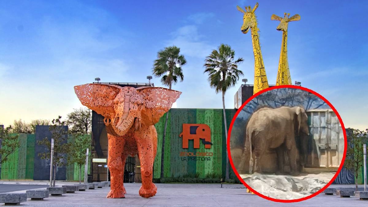 Osa enferma evidencia descuido de otros animales en Zoológico La Pastora