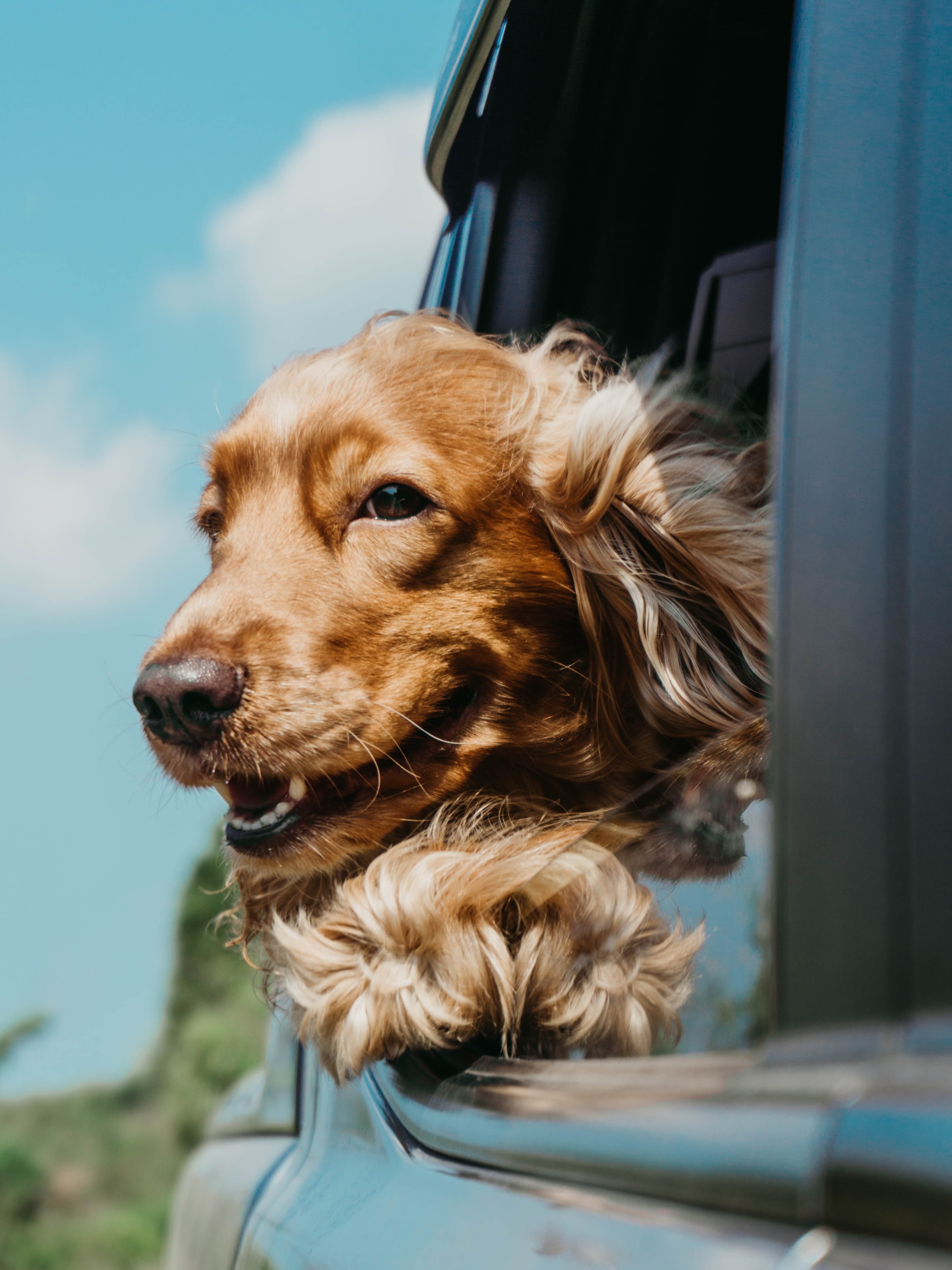Este 21 de julio se celebra el Día Mundial del Perro