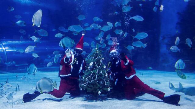 Acuario Tropicarium, Navidad
