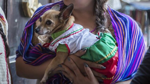 Perra vestida de china poblana