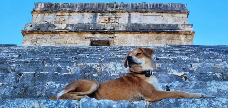 Perritos guardianes de Chichén Itzá
