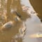 Río Yaqui: Mortandad de peces en Sonora podría ser por golpe de calor y falta de oxigenación