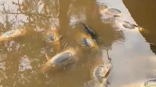 Mortandad de peces en Río Yaqui, Sonora