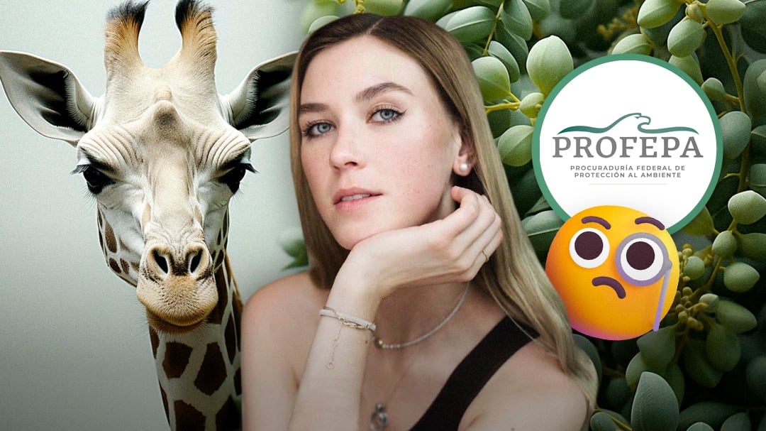 Nirvana Hank: ¿La Profepa puede intervenir por la jirafa atrapada en su mansión?