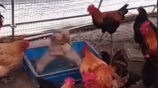 Los gallos organizan pelea de perritos en su gallinero