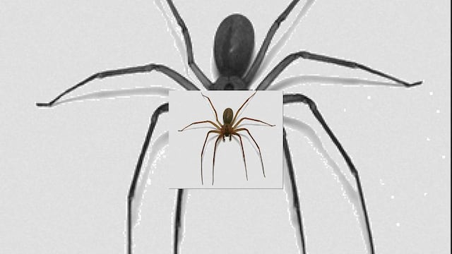 Su picadura puede llegar a formar llagas en la piel de un gran tamaño, y el veneno se expande rápidamente, llegando incluso a alcanzar órganos vitales, ocasionando la muerte.
 