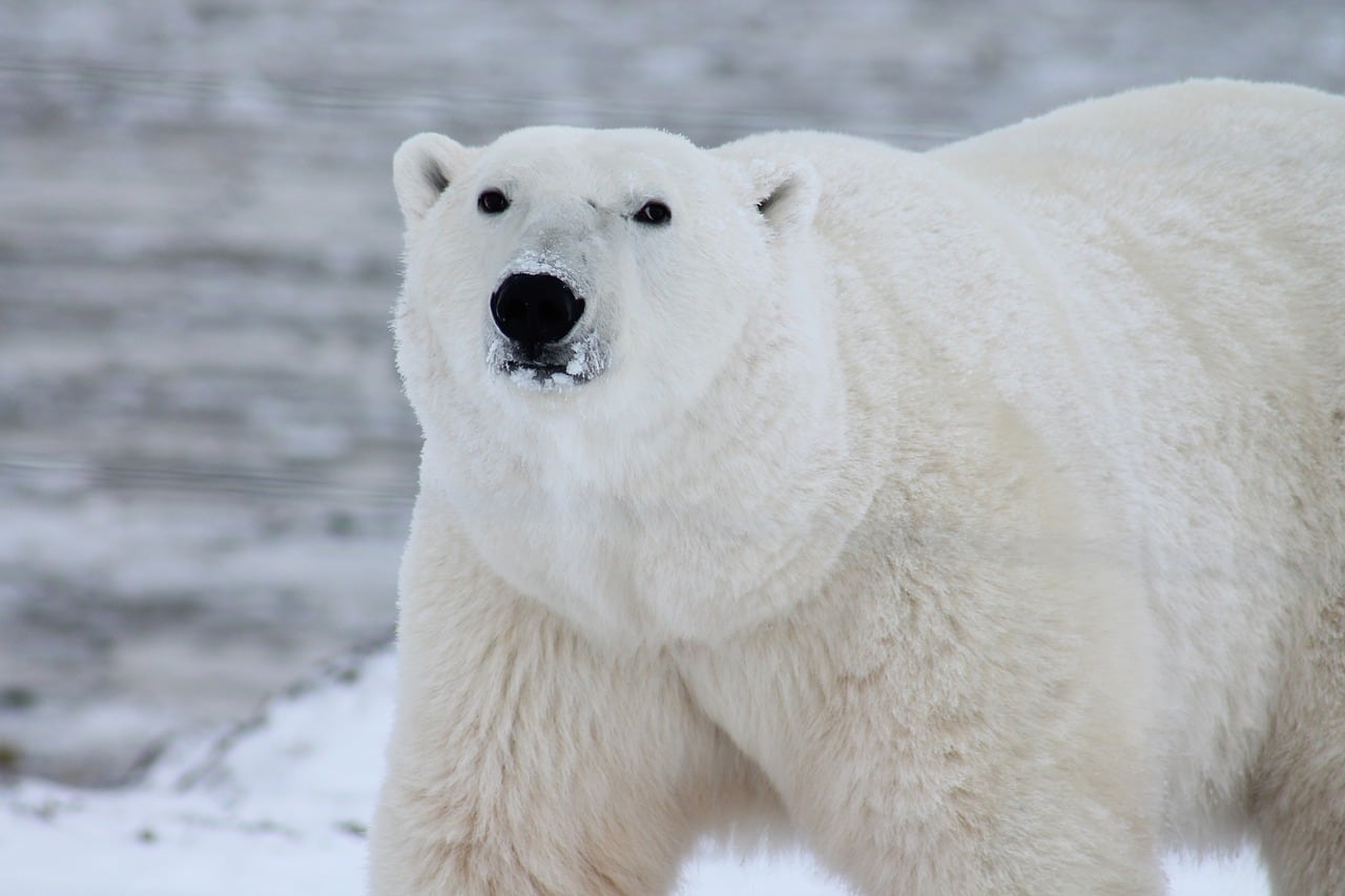 Oso Polar
