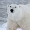 Día Mundial del Oso Polar: 10 datos curiosos del animal en peligro de extinción